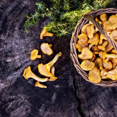 Chanterelle mushroom