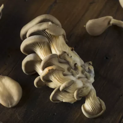 Oyster mushrooms