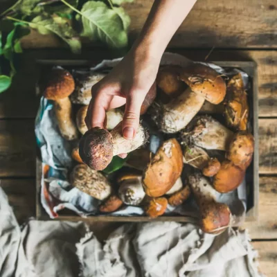 Porcini mushroom